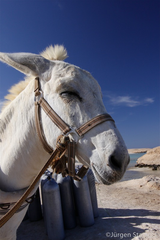 Photographer:Juergen Stamms