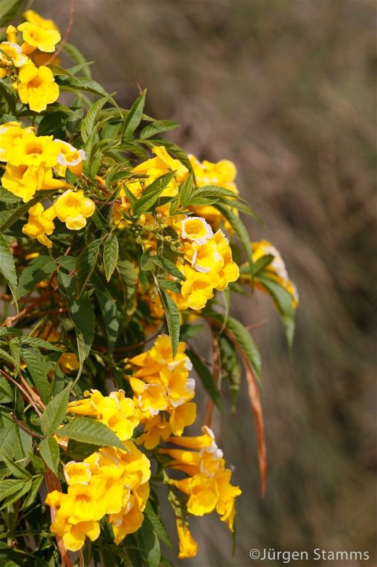 Photographer:Juergen Stamms