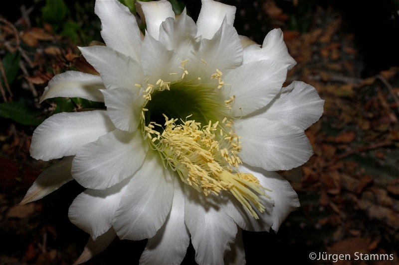 Photographer:Juergen Stamms