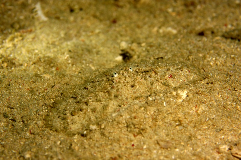 Photographer:Juergen Stamms