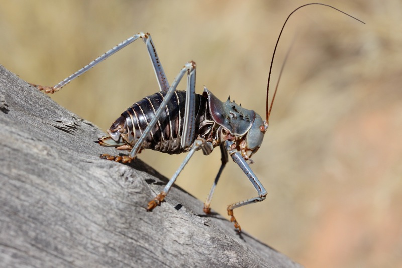 Photographer:
Juergen Stamms