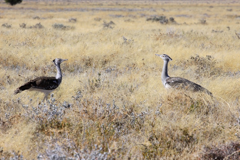 Photographer:
Juergen Stamms