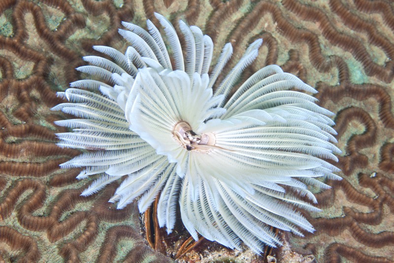 Photographer:
Juergen Stamms