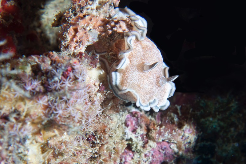 Photographer:
Juergen Stamms