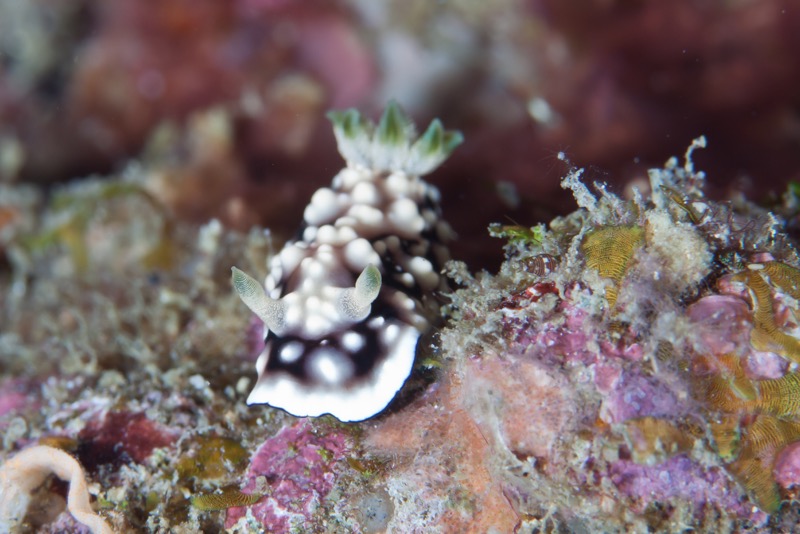 Photographer:
Juergen Stamms