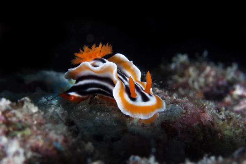 Photographer:
Juergen Stamms