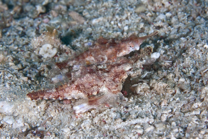 Photographer:
Juergen Stamms