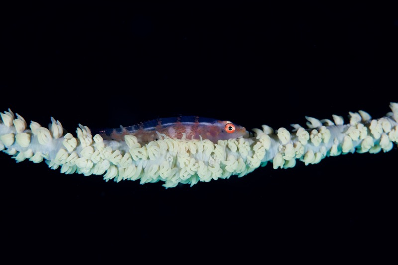 Photographer:
Juergen Stamms