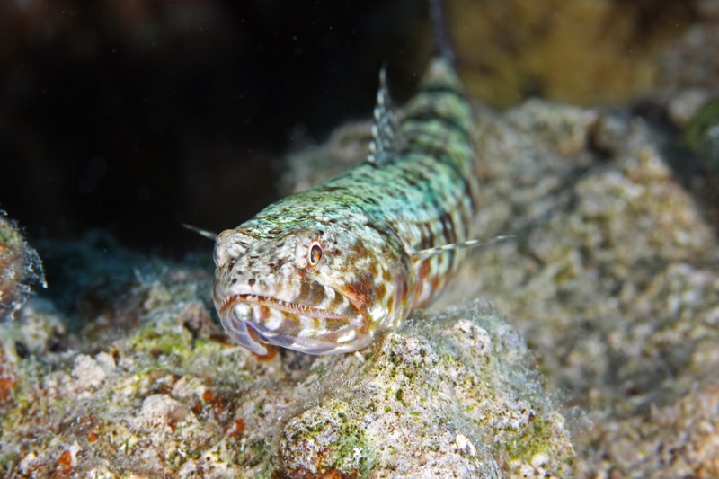 Photographer:Juergen Stamms