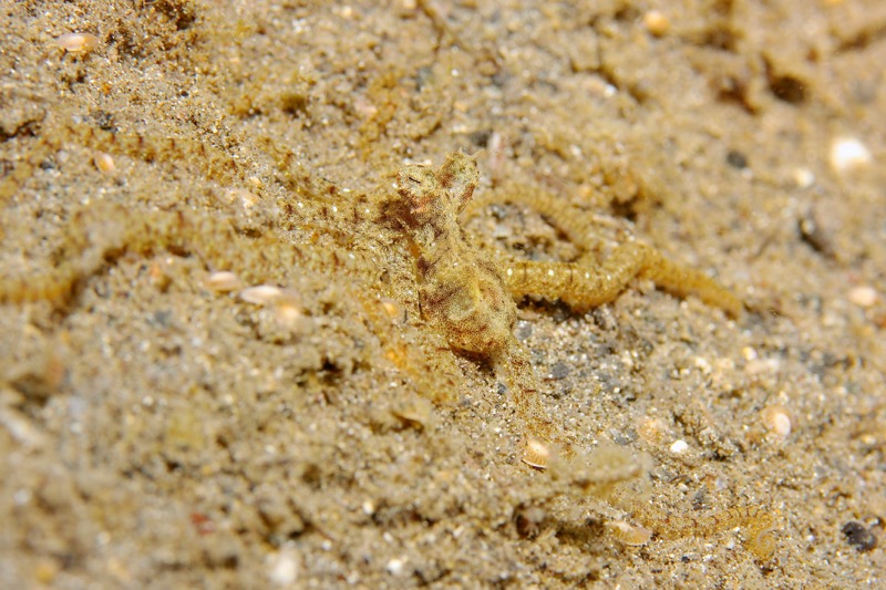 Photographer:
Juergen Stamms