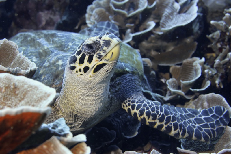 Photographer:
Juergen Stamms