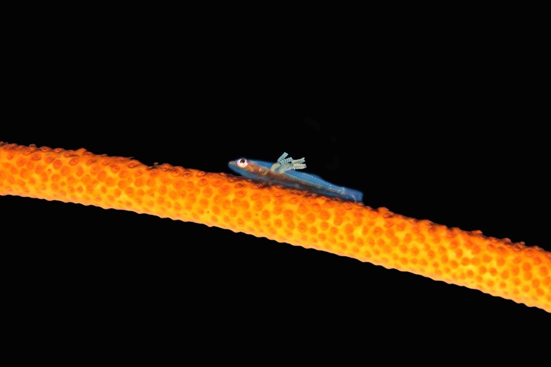 Photographer:
Juergen Stamms