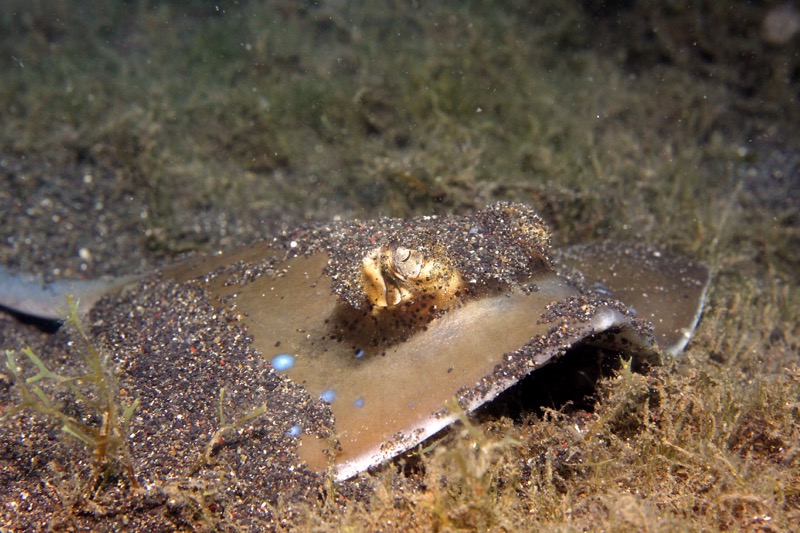 Photographer:
Juergen Stamms