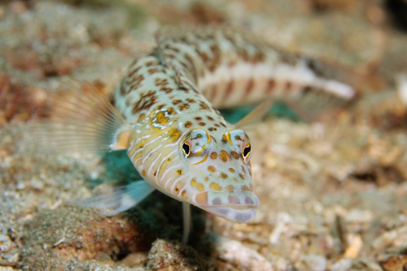 Photographer:
Juergen Stamms