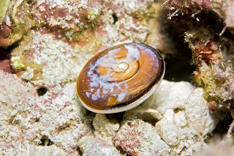 Photographer:
Juergen Stamms